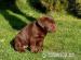 Cokoladovy labrador - Predaj