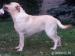 labrador biszkoptowa sunia - Sprzedaż