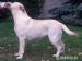 labrador biszkoptowa sunia - Sprzedaż