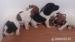 jack russell terier - Predaj