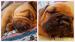 BULLMASTIFF - Predaj