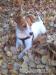 Jack Russel Terier - Darování