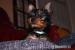 Krásné Yorkshire Terrier hledá nový domov    - Prodej