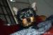 Krásné Yorkshire Terrier hledá nový domov    - Prodej