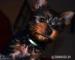 Krásné Yorkshire Terrier hledá nový domov    - Prodej