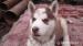 Sibírsky husky - FENKY - ODBER IHNEĎ - Predaj