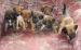 Daruji psy a fenky do dobrých rukou - Darování