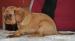 KING Charles Spaniel s PP - Prodej