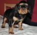 KING Charles Spaniel s PP - Prodej