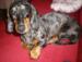 LUXUSNÝ TIGER-JAZVECIK, DASCHUND, DACKEL - Predaj