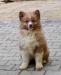 štěňátka Finského laponského psa s PP (Lapinkoira) - Prodej