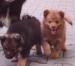 štěňátka Finského laponského psa s PP (Lapinkoira) - Prodej