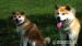 Akita Inu s PP - Prodej