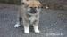 Akita Inu s PP - Prodej