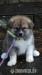 Akita Inu s PP - Prodej