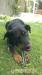 Daruji 3-letou fenku Beaucerona - Darování
