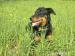 Daruji 3-letou fenku Beaucerona - Darování