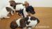 jack russell terier - Predaj