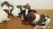jack russell terier - Predaj