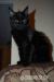 Przytul kotka Maine Coon - Sprzedaż