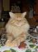 Przytul kotka Maine Coon - Sprzedaż