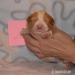 Border kolie s PP-ee-red - Prodej