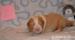 Border kolie s PP-ee-red - Prodej