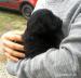Šteniatka PULI na adopciu - Darovanie