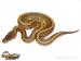 Python regius Krajta královská) - odchov 2015 - Prodej
