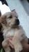 Golden retriever - Predaj