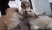 Golden retriever - Predaj
