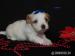 Golddust yorkshire terrier s PP - Prodej