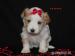 Golddust yorkshire terrier s PP - Prodej