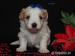 Golddust yorkshire terrier s PP - Prodej