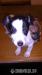 jack russell terier - Predaj