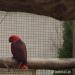 Predám eclectus solomonensis - Predaj