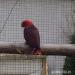 Predám eclectus solomonensis - Predaj