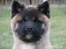 Show triedy Americkí Akita šteňatá na predaj. - Predaj