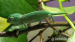 Chameleon Jemenský - Prodej