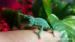 Chameleon Jemenský - Prodej