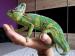 Chameleon Jemenský - Prodej