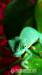 Chameleon Jemenský - Prodej
