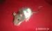 Potkaní mláďata - Prodej