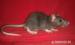 Potkaní mláďata - Prodej