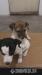 jack russell terier - Predaj