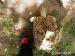 Korytnacka leopardia,Geochelone pardalis - Predaj