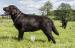 Labrador retriever s PP, čokoládová štěňtka - Prodej