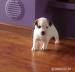 Jack russel terrier FCI Łódź - Sprzedaż