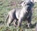 Cane Corso - Predaj