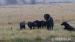 Flat Coated Retriever  - Predaj